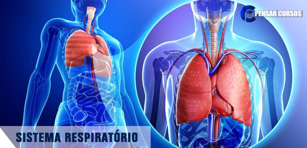 Sistema Respiratório