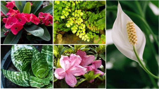 Plantas Psicoativas