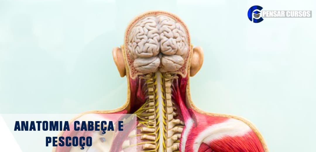 Anatomia Cabeça e Pescoço