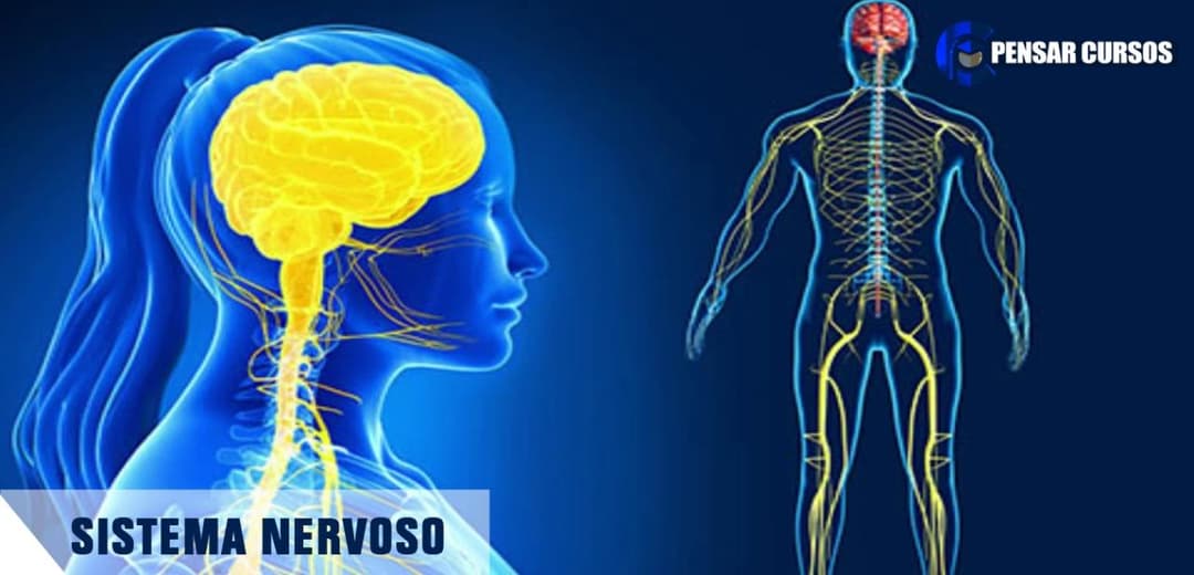 Sistema Nervoso