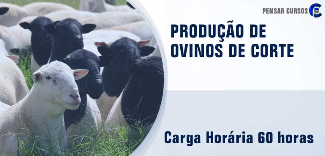 Produção de Ovinos de Corte