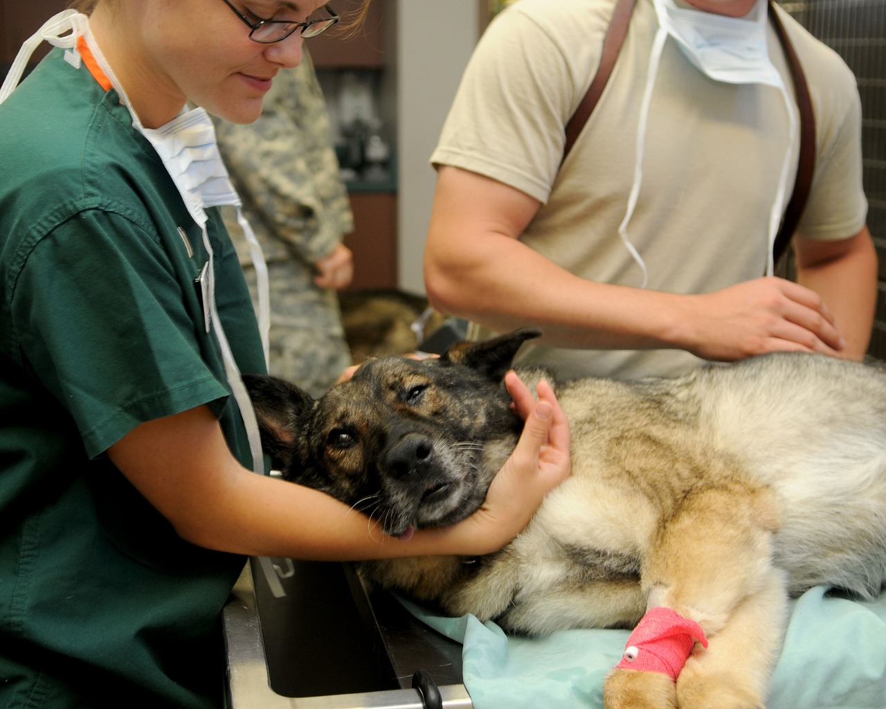 Conheça 10 profissões para quem AMA animais! 