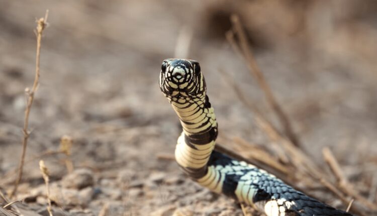 Essa é a diferença entre a Cobra e a Serpente e você precisa ficar sabendo!