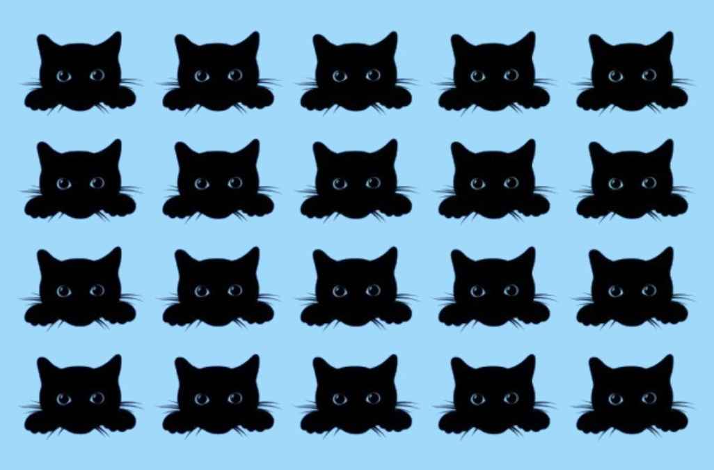 Gato diferente