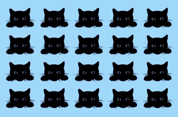Racha cuca: encontre o único gato diferente na imagem em 10 segundos