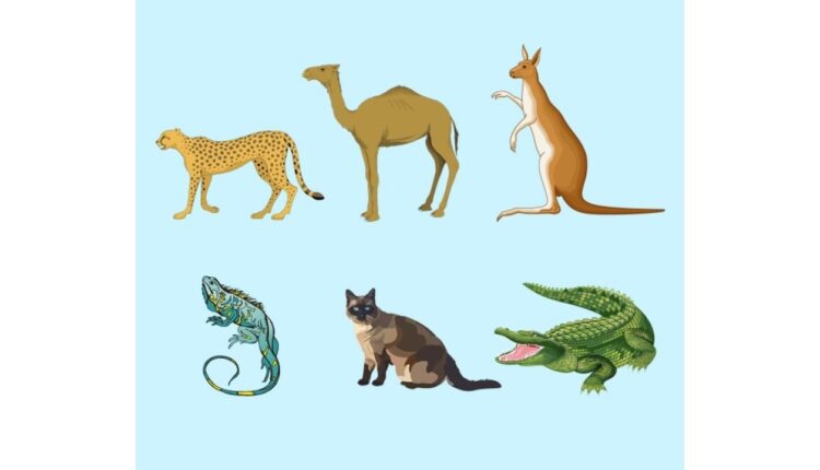 animal diferente