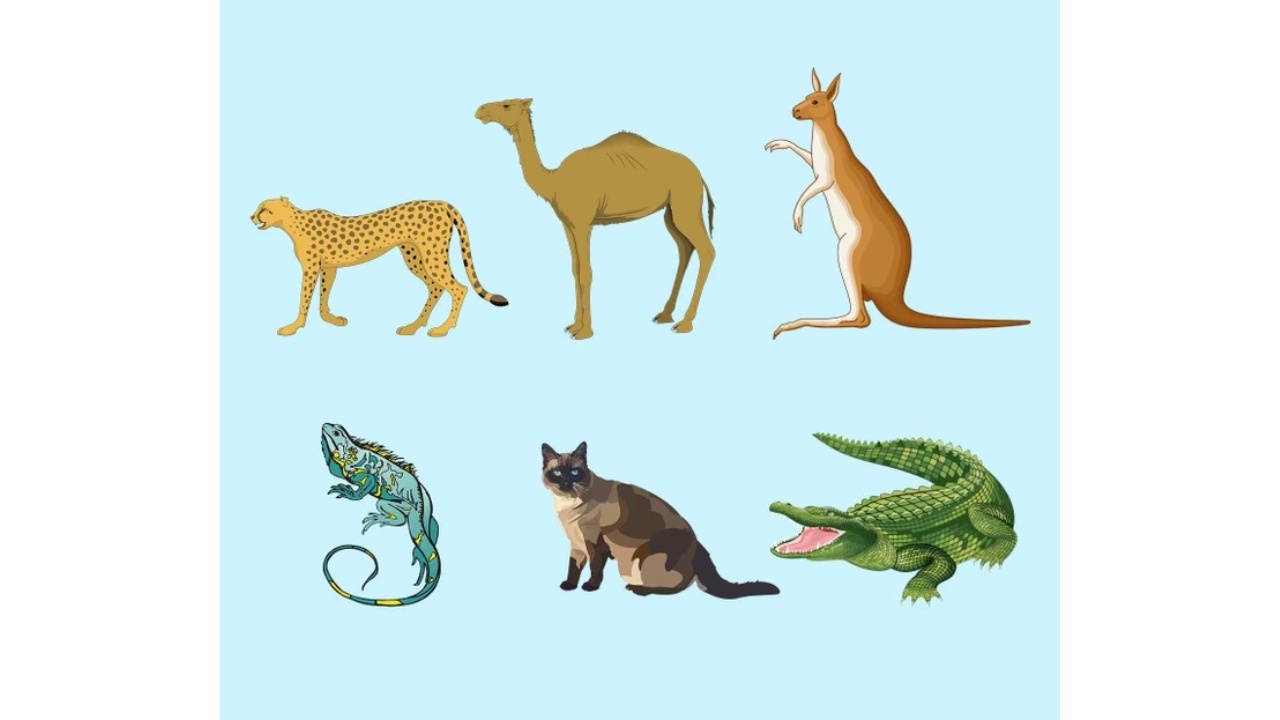 animal diferente