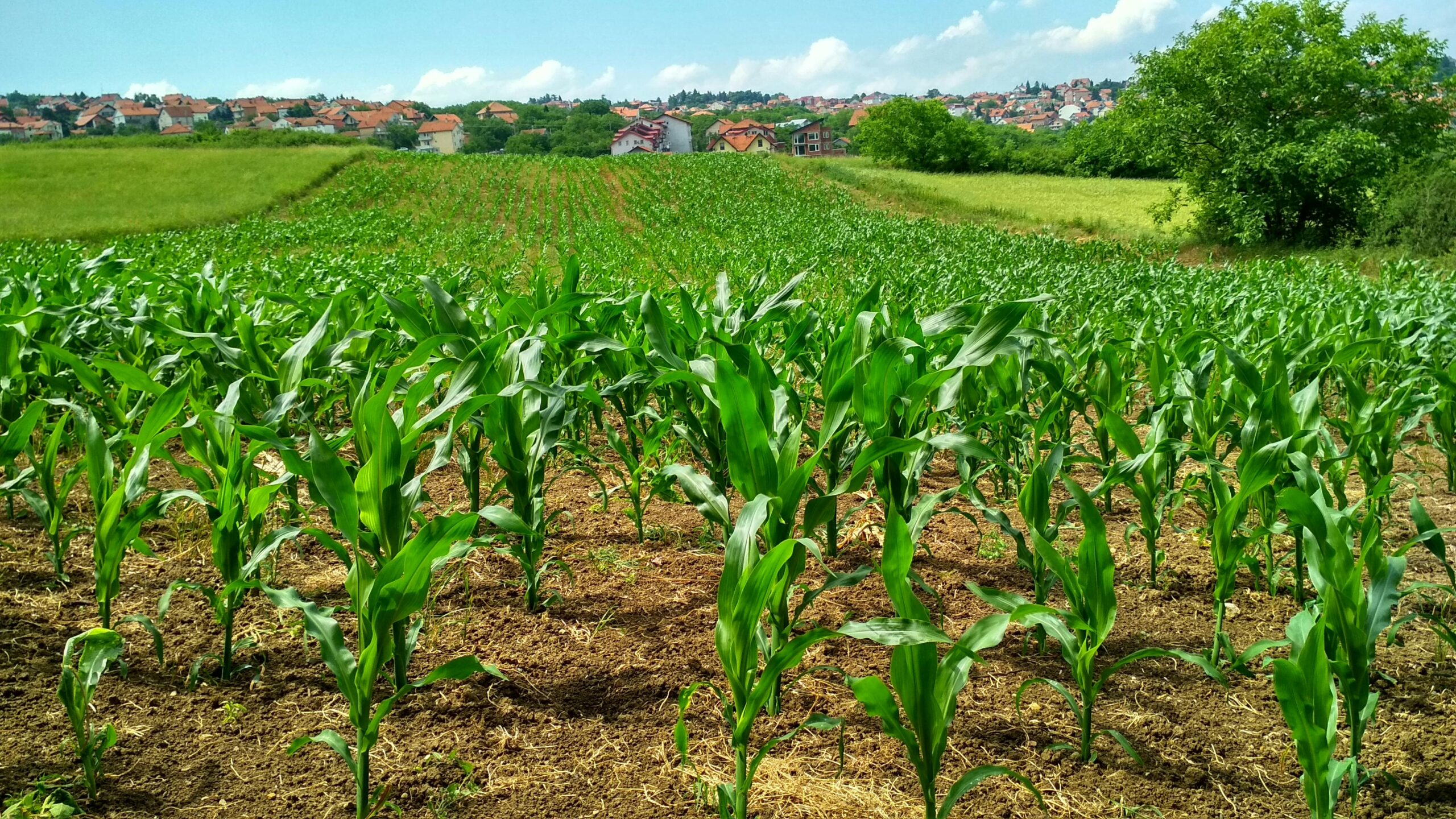 Resumo para o CNU: Política Nacional de Agroecologia