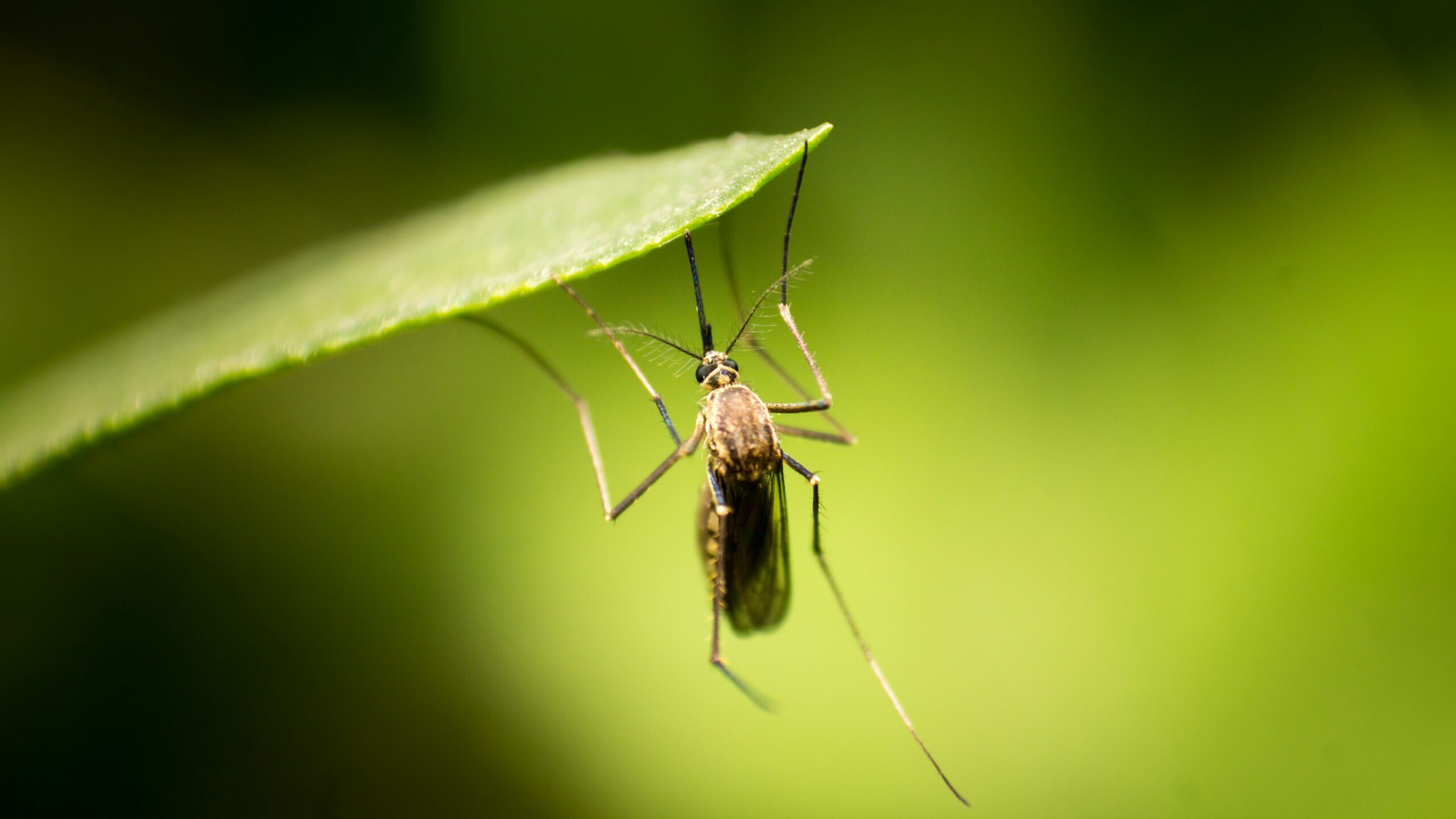 Dengue no vestibular 2024: repertórios para usar na prova (Foto: Unsplash).