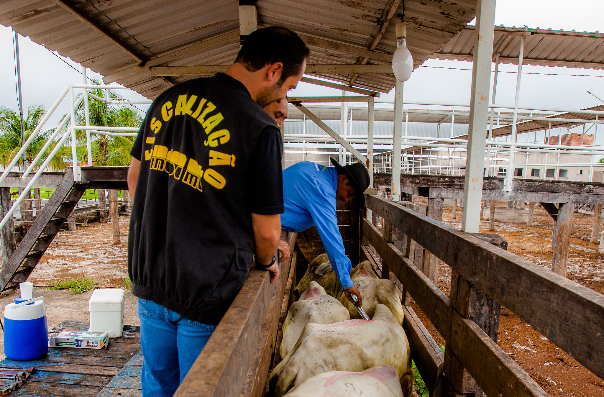 Curso Defesa Sanitária Animal GRATUITO, Online e com certificado