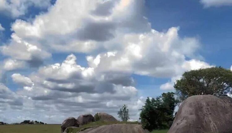 Encontre o leão na imagem da savana.