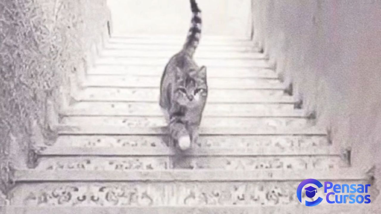 Ilusão de Ótica gato subindo ou descendo a escada.