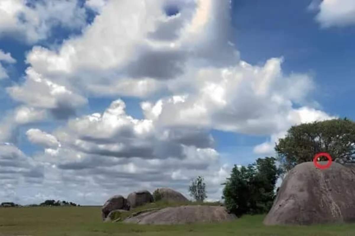 Encontre o leão na imagem da savana. 