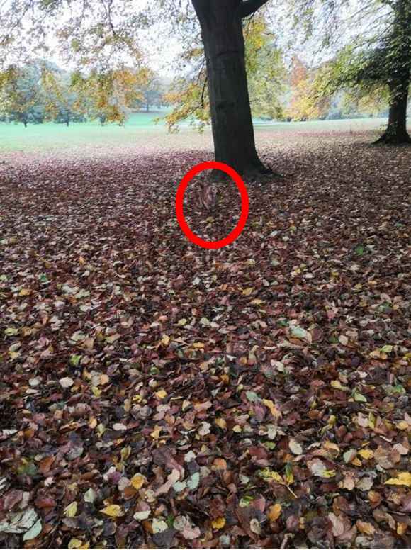 Resposta de onde está o cachorro no parque.