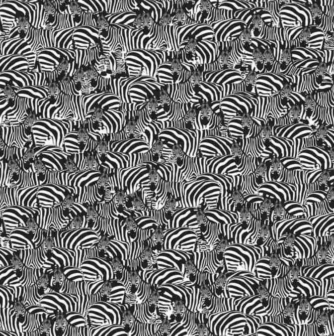 Encontre um piano entre as zebras.