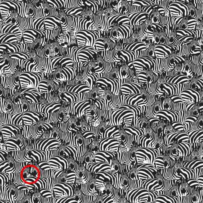 Resposta de onde está o piano entre as zebras.