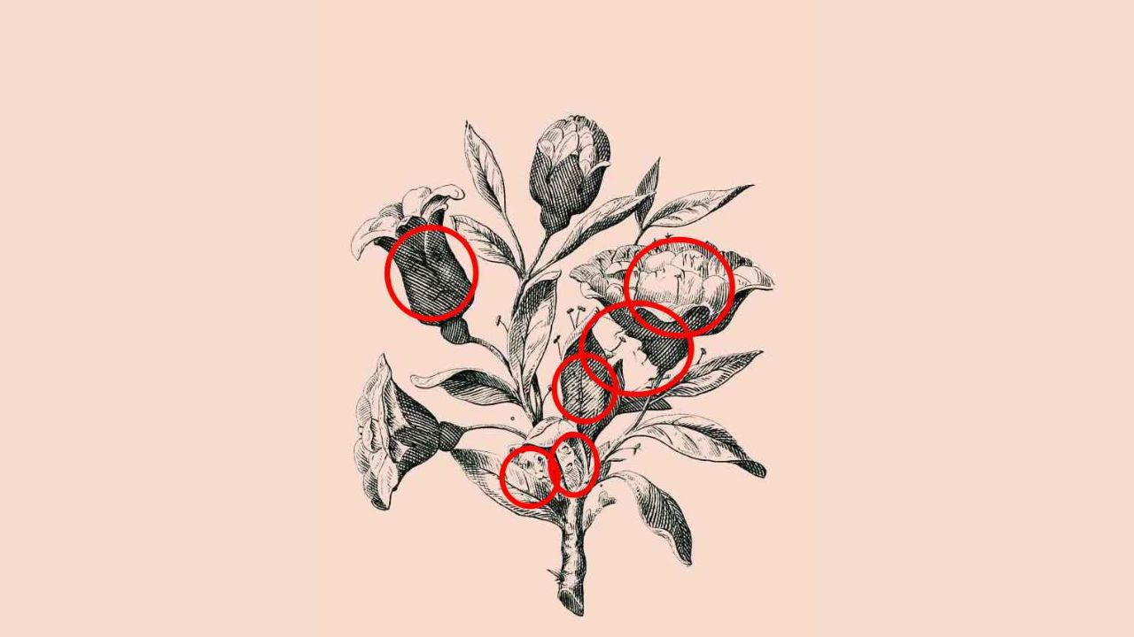 Imagem: Pinterest/Reprodução