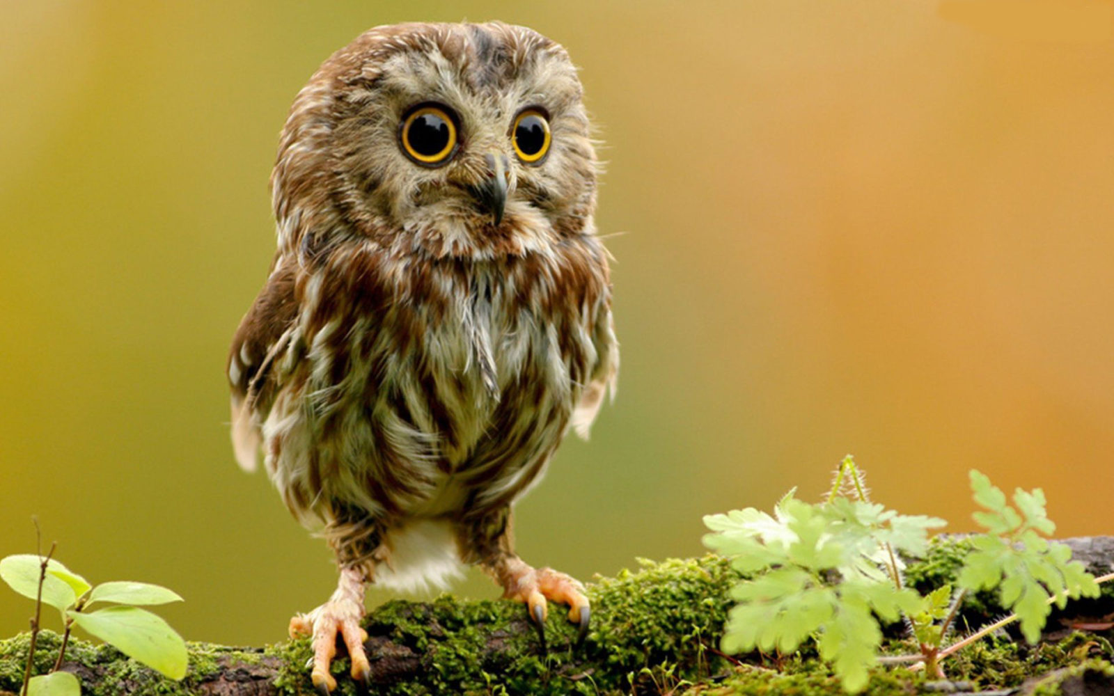 Dúvidas de Português: qual o coletivo de corujas?