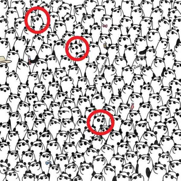 Resposta de onde estão os pandas sem óculos.