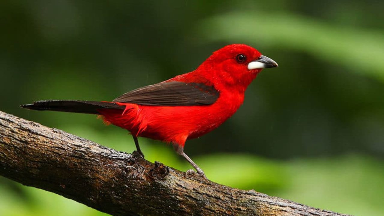 Dúvidas de Português: qual o coletivo de aves e pássaros?