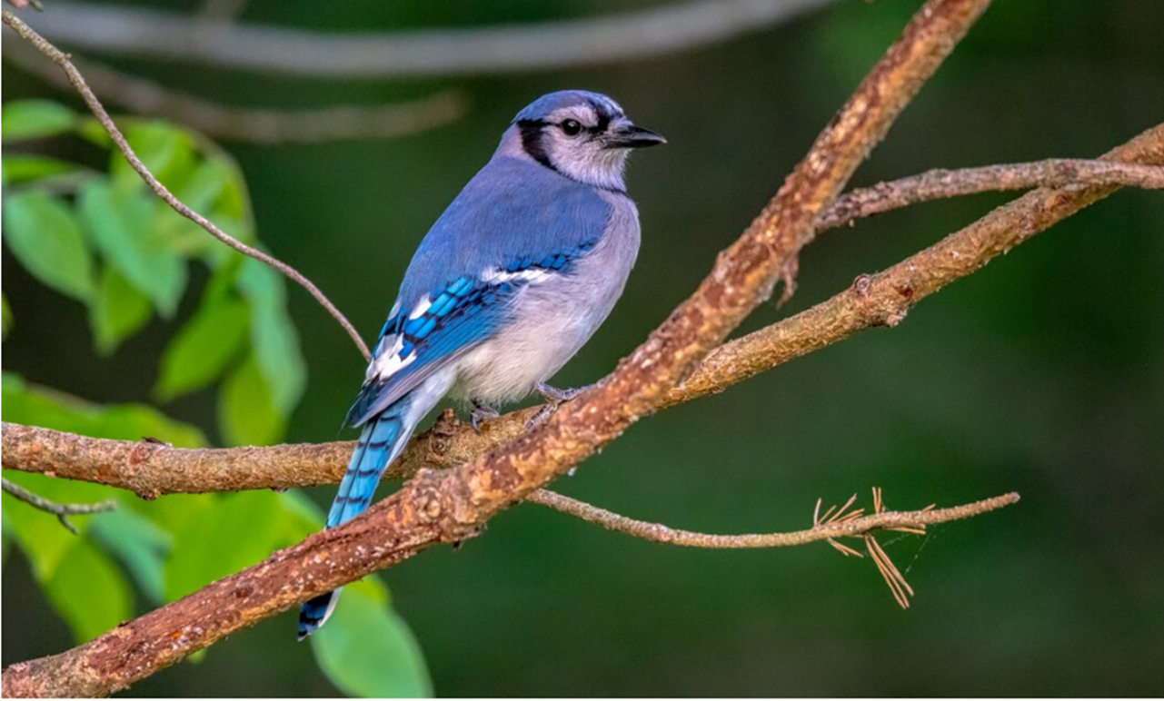 Descubra qual é o coletivo de pássaros.