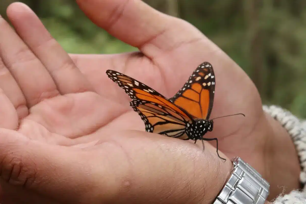 Significado de borboleta Borboleta pousada delicadamente sobre a mão de uma pessoa.
