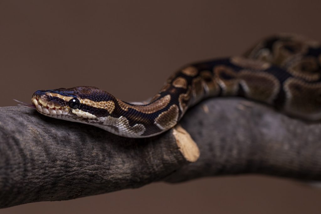 Dúvidas de Português: qual o coletivo de cobra? - Blog Pensar Cursos