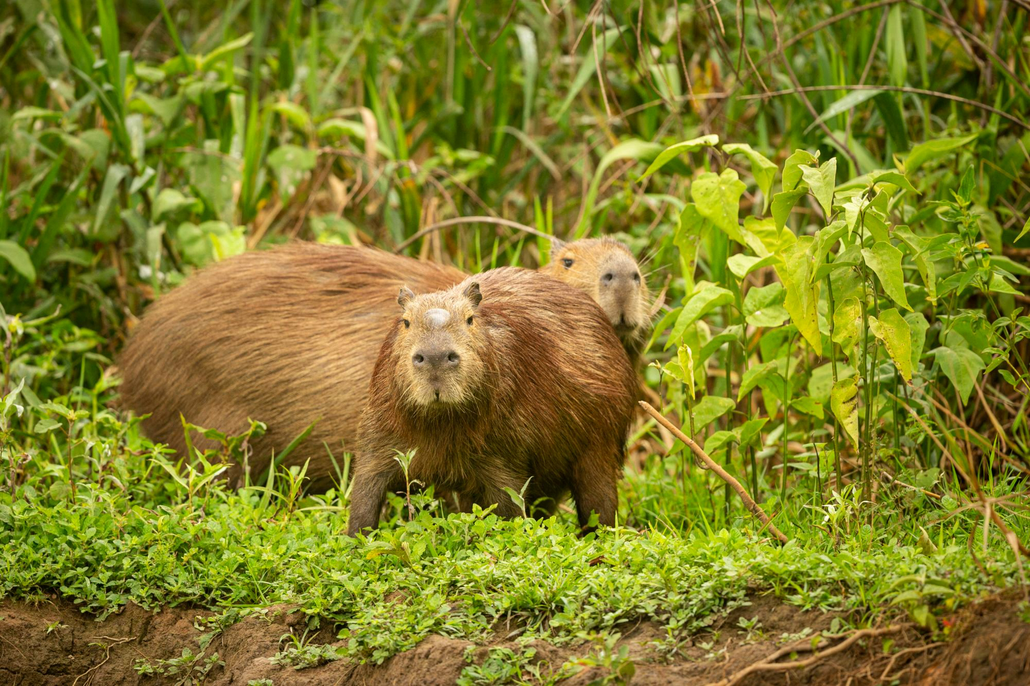 Quase  nunca uma capivara é vista sozinha; você já reparou?