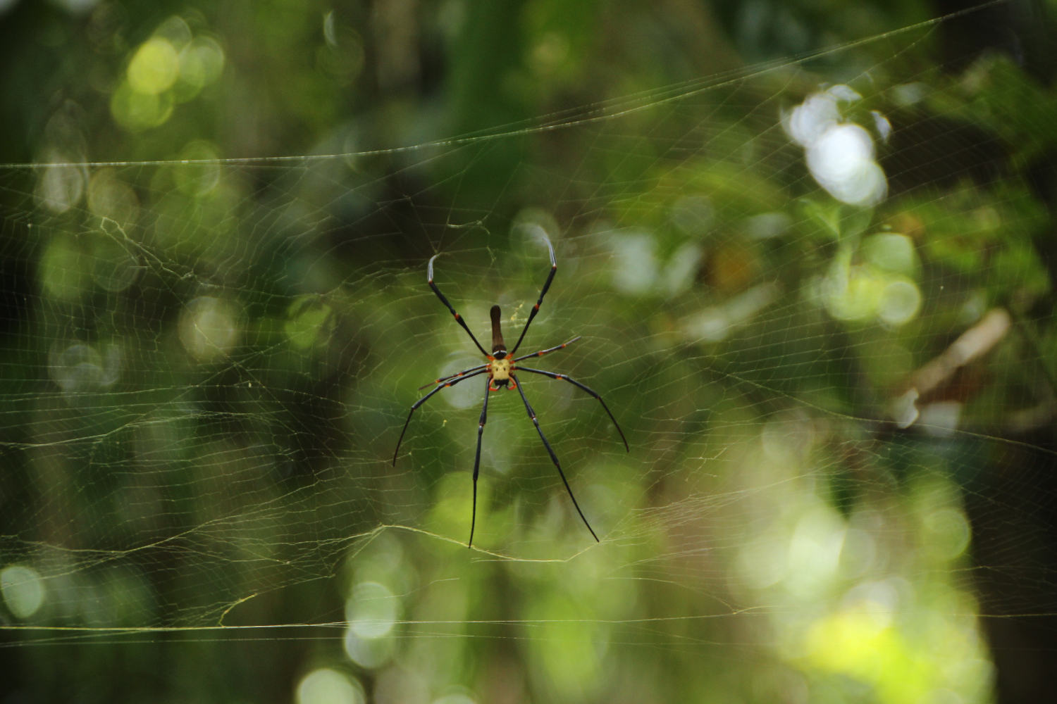 Descubra o que pode significar sonhar com aranha