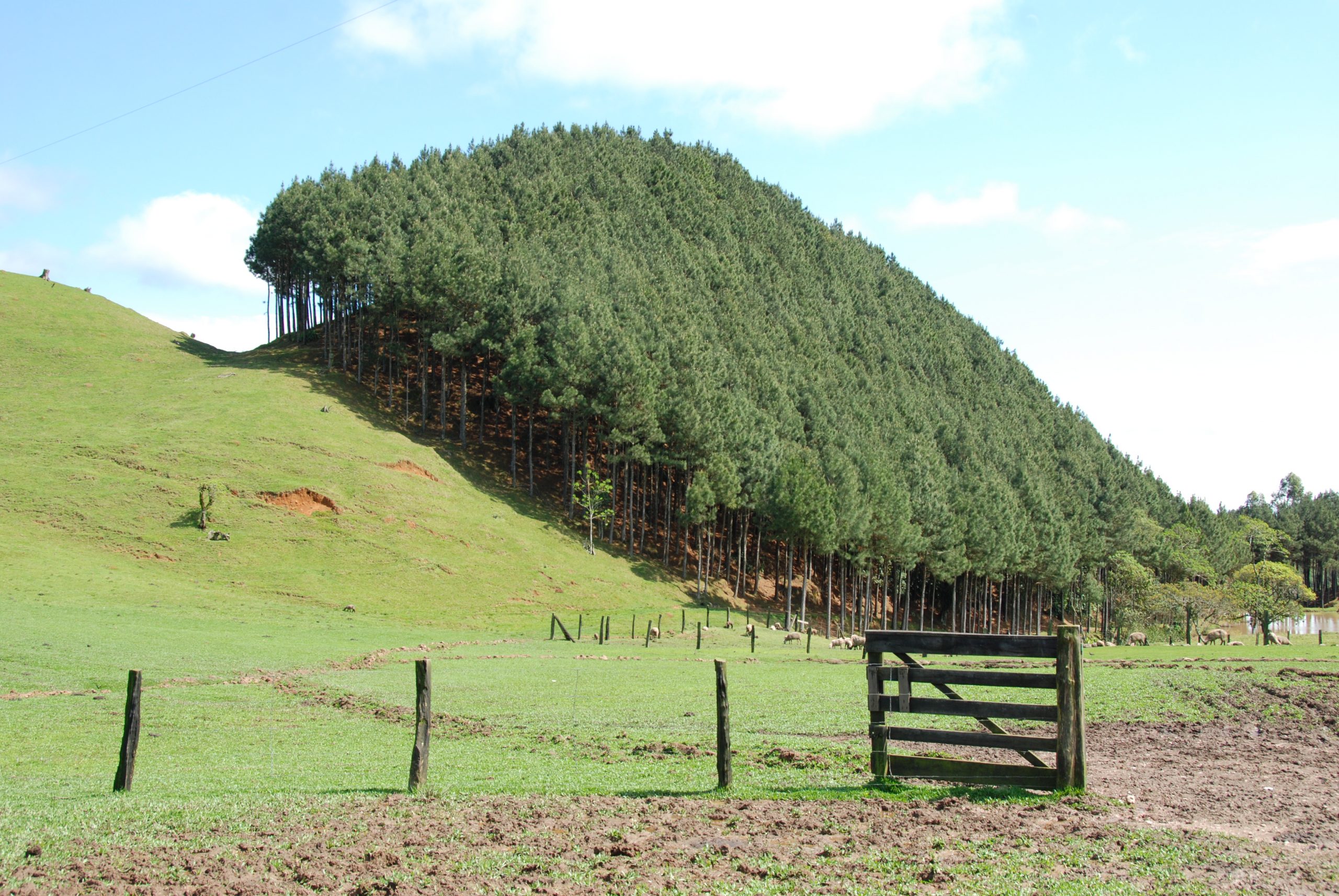 Por Cristian Janke from Blumenau, Brasil - Eucaliptos, CC BY-SA 2.0, Hiperligação