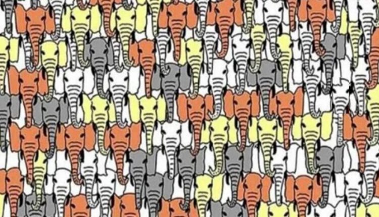 Desafio Visual: localize o panda em menos de 15 segundos