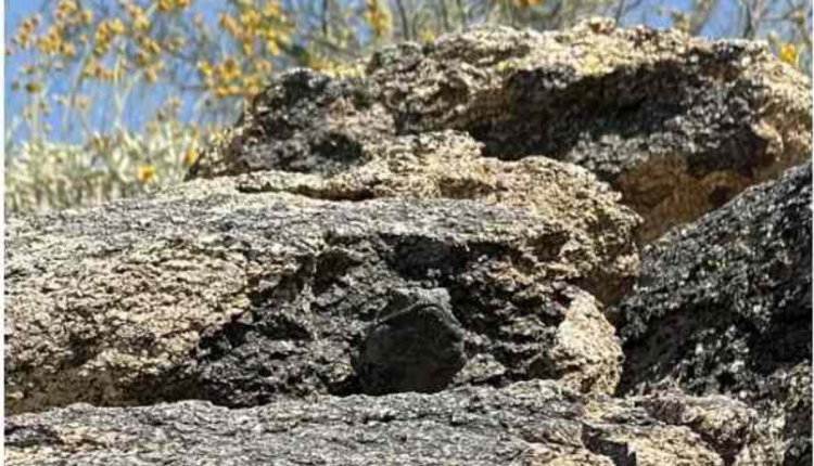 Desafio visual - Encontre o chuckwalla na imagem. Fonte: Jagran Josh.