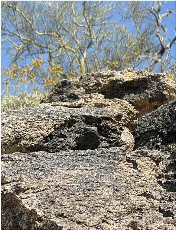 Desafio visual - Encontre o chuckwalla na imagem. Fonte: Jagran Josh.