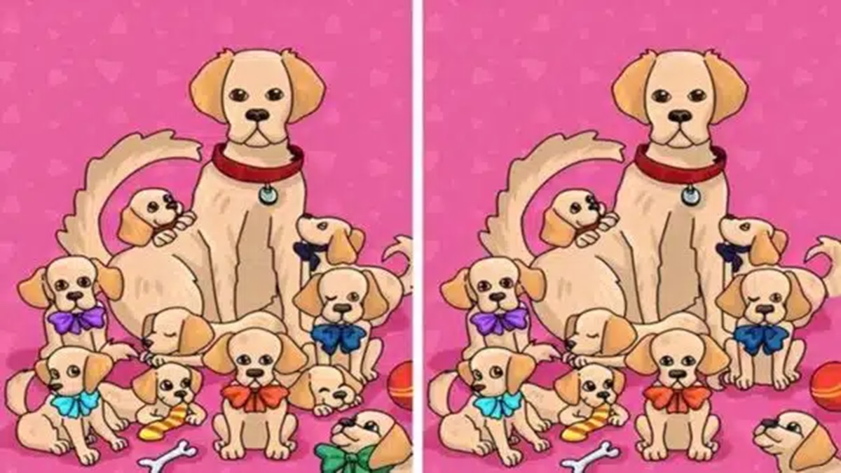 Imagem de um grupo de cachorros com diferenças sutis entre as duas imagens, desafiando o observador a encontrá-las.