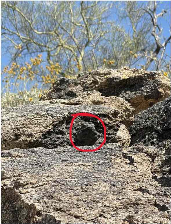 Resposta de onde está o chuckwalla no desafio visual. Fonte: Jagran Josh.