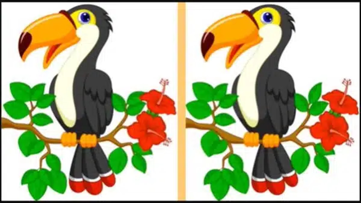 Imagem com dois tucanos em uma árvore, onde o desafio é encontrar as diferenças entre as duas imagens