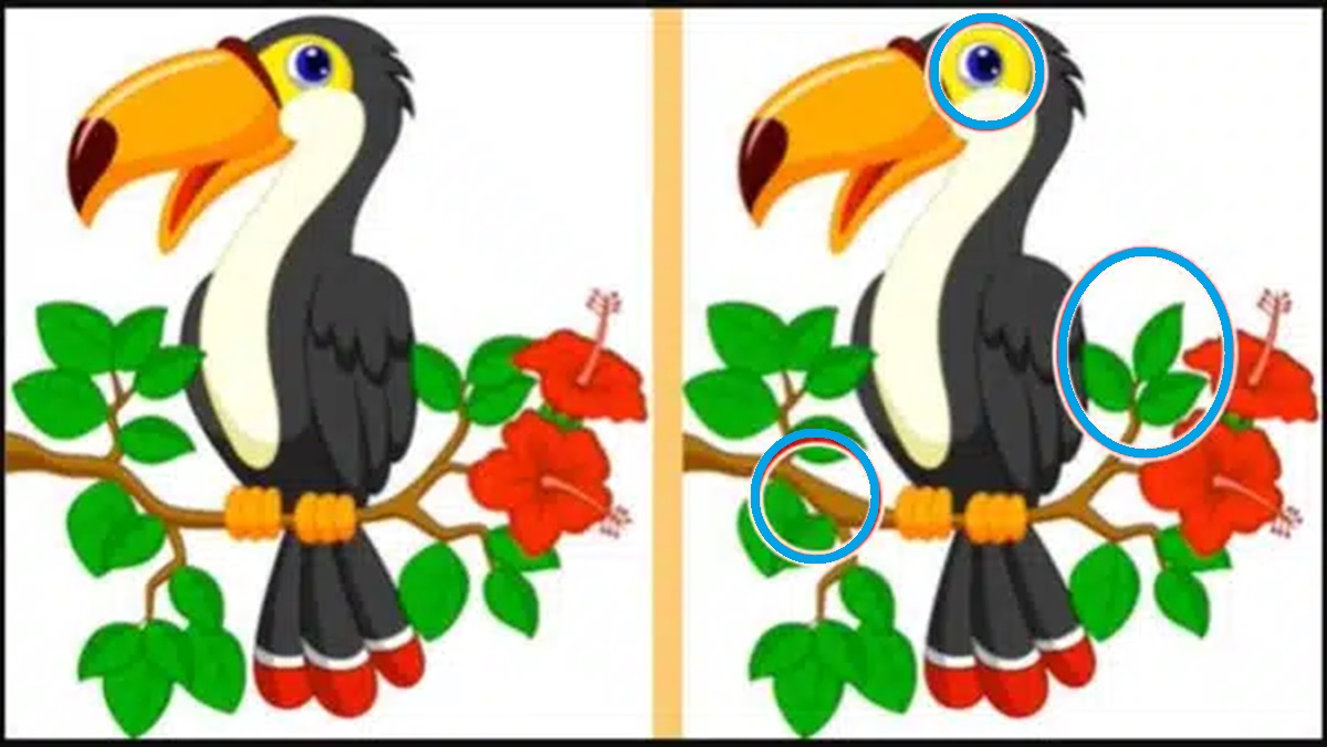 Solução do teste de QI com uma imagem de dois tucanos em uma árvore, onde o desafio é encontrar as diferenças entre as duas imagens.