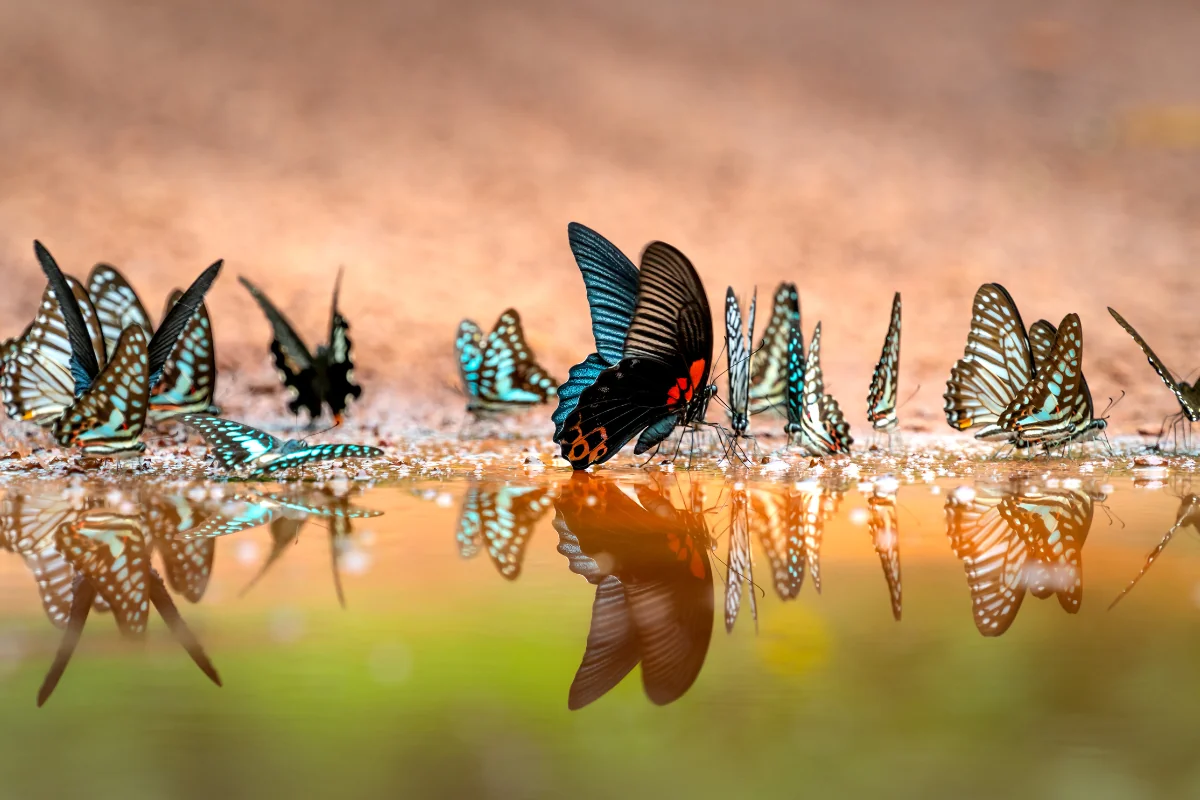 Várias borboletas coloridas sobre a água, refletindo suas asas vibrantes no espelho d'água.