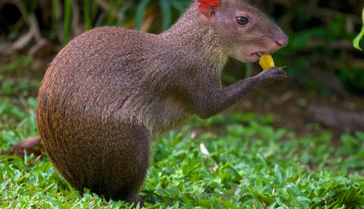 Cutia comendo uma fruta, evidenciando a sua postura curiosa e a textura de seu pelo castanho.