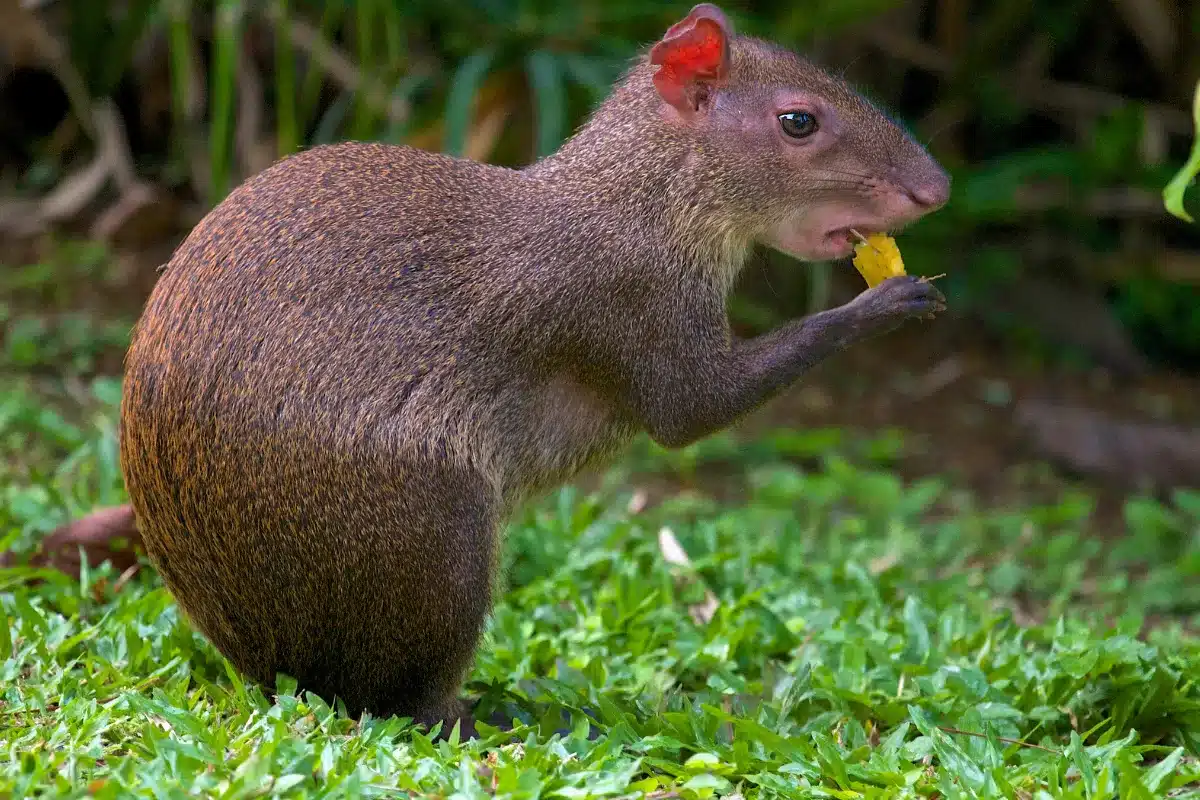 Cutia comendo uma fruta, evidenciando a sua postura curiosa e a textura de seu pelo castanho.