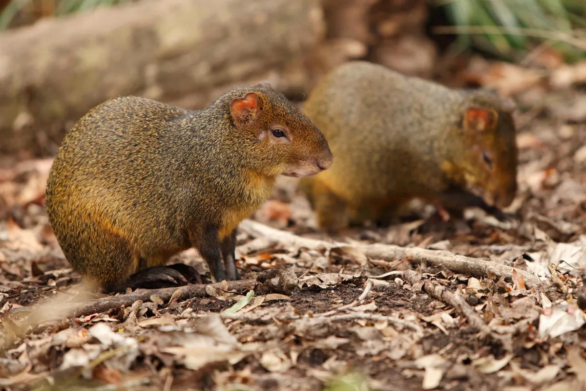 Duas cutias explorando o solo da floresta, com suas pelagens escuras e detalhes de folhas ao redor.