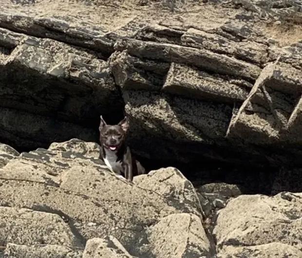 Solução do desafio visual formações rochosas irregulares em uma praia costeira com casas ao fundo e um cachorro camuflado entre as pedras.