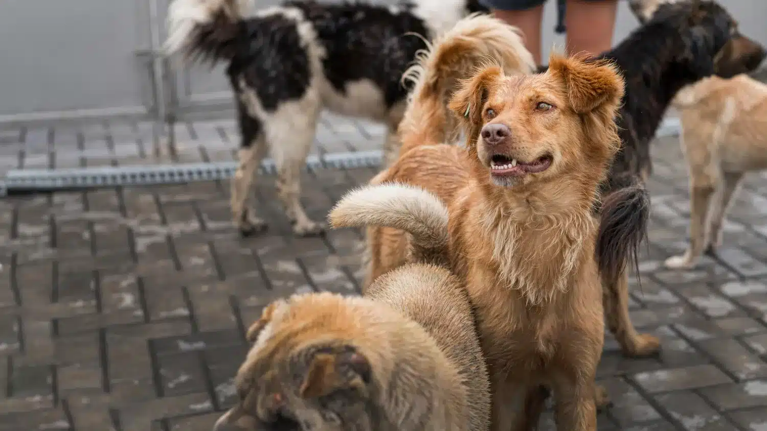 Grupo de Cães Brincando na Rua – Matilha em Movimento.