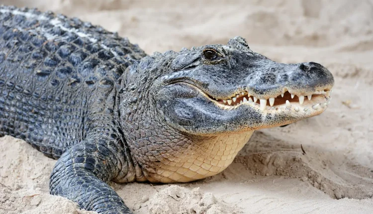 Jacaré descansando na areia, mostrando suas características distintas como escamas e dentes afiados.