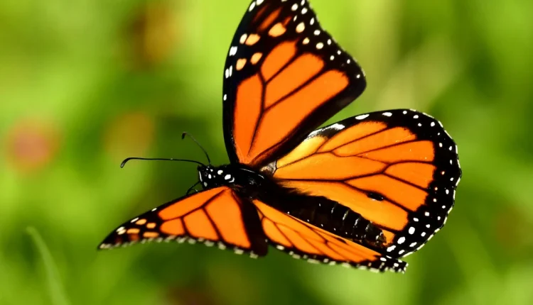 Masculino de borboleta