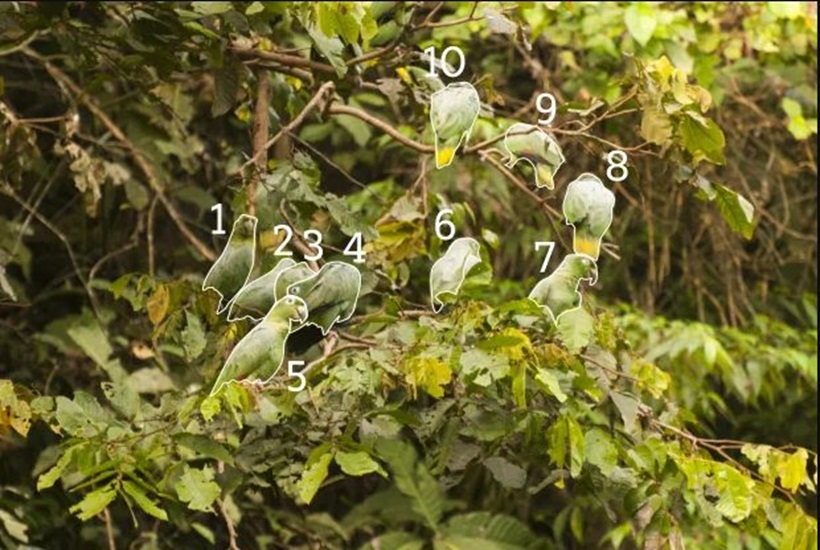 Solução do teste de QI com grupo de papagaios verdes pousados em galhos de árvore em uma floresta densa.