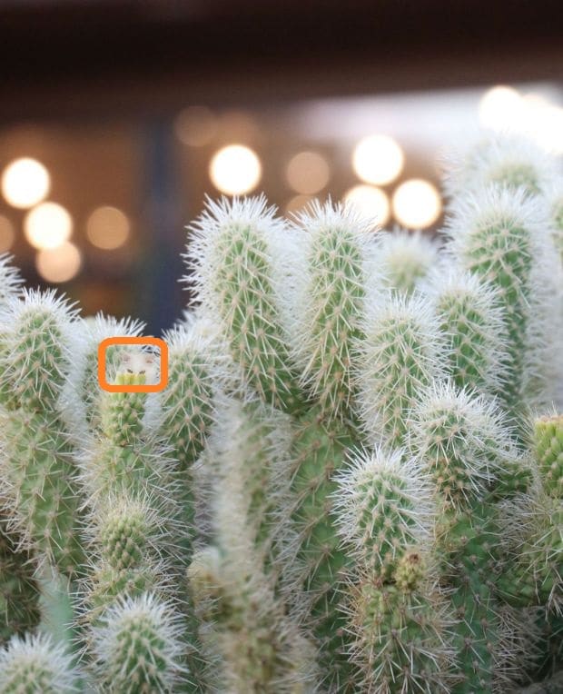 Solução do teste visual: encontre o gatinho escondido entre os cactos espinhosos.