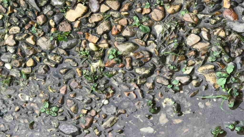 Imagem de pedras e vegetação no chão com um sapo disfarçado entre as rochas e plantas.