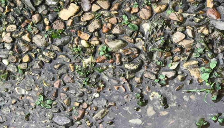 Teste visual com imagem de pedras e vegetação no chão com um sapo disfarçado entre as rochas e plantas