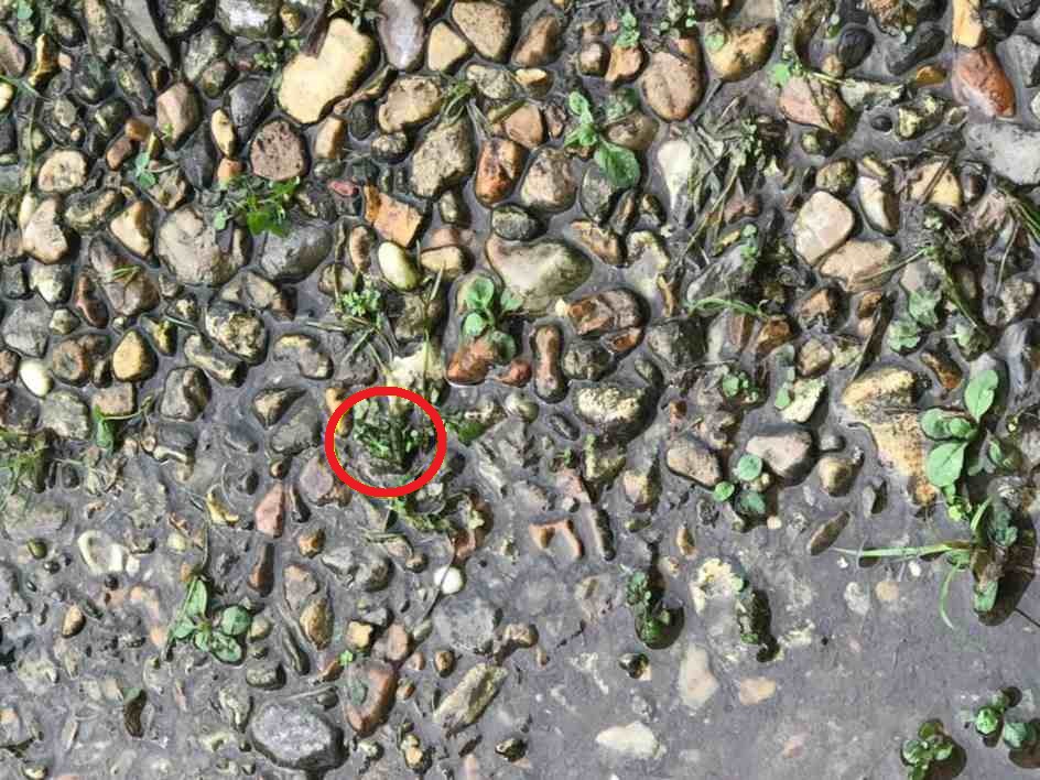 Solução do teste visual com imagem de pedras e vegetação no chão com um sapo disfarçado entre as rochas e plantas
